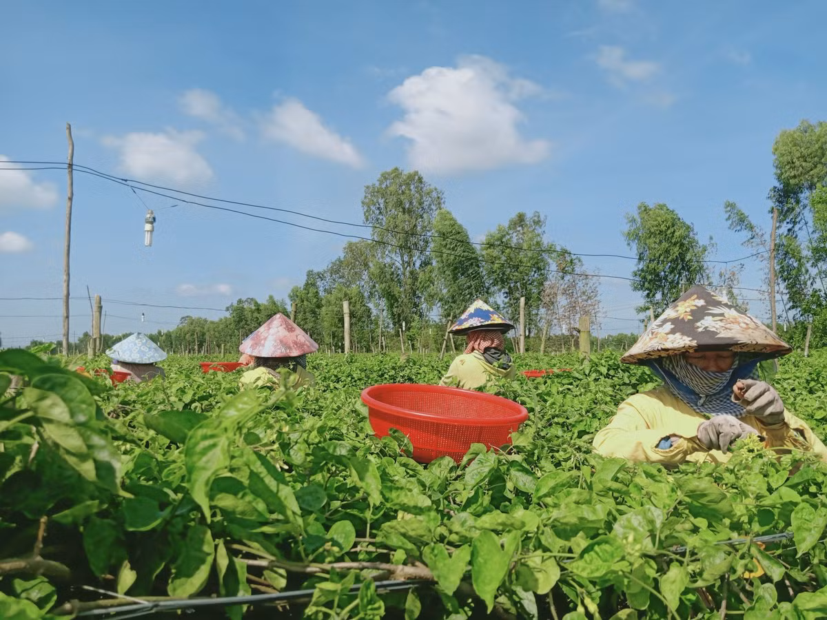 Tại huyện Đức Huệ (tỉnh Long An), nhiều nông dân mạnh dạn chuyển từ đất trồng lúa cho năng suất thấp sang trồng hoa thiên lý. Ảnh: Baolongan.