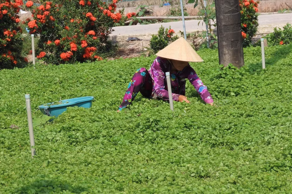 Thấy rau má dễ trồng, lại có thu nhập, anh chị lại trồng thêm. Mỗi ngày, anh chị thu hoạch từ 50 - 60kg mỗi ngày giao cho thương lái. Với giá thu mua mỗi dao động từ 15.000 - 20.000 đồng/kg, mỗi ngày, anh chị có thu nhập hơn 1 triệu đồng đều đặn từ khoảng sân rau má trước nhà. Ảnh: Lao động