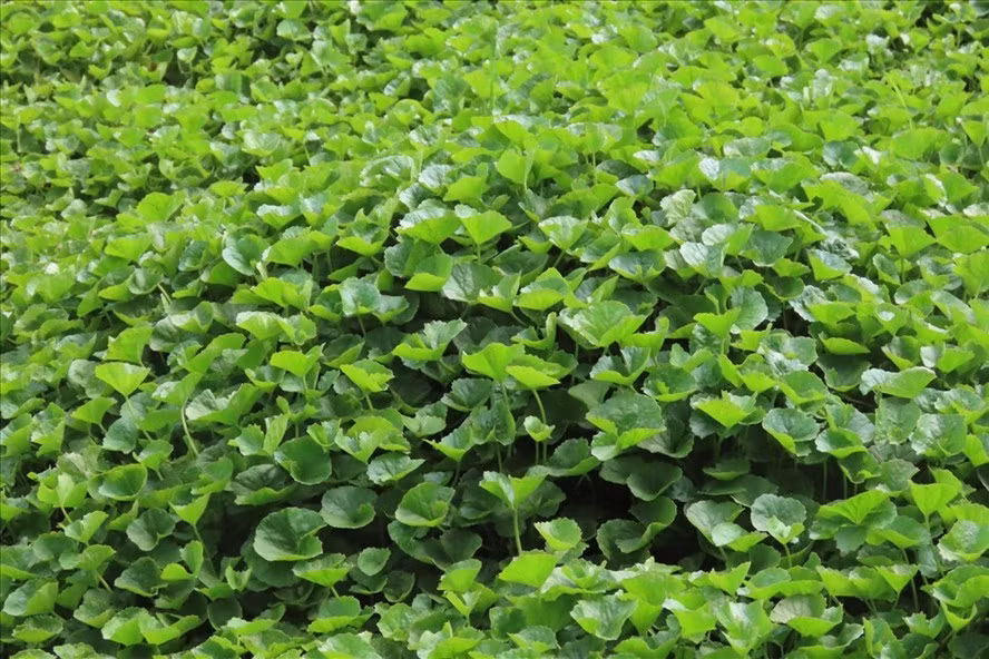 Rau má vốn là loại cây mọc hoang dại khắp bờ bụi, bờ rào nay cũng trở thành loại cây dễ kiếm tiền triệu cho không ít nông dân. Ảnh: Lao động