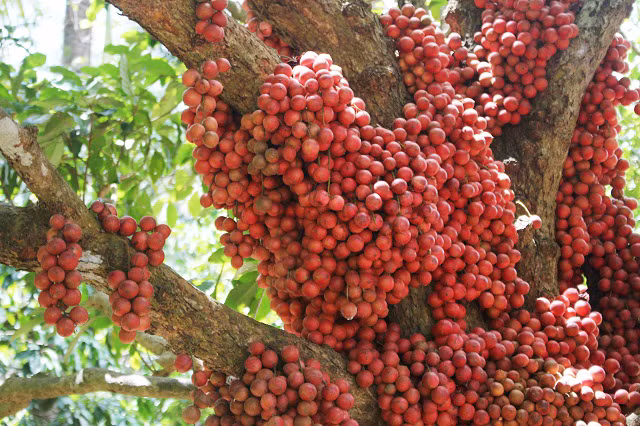 Một cây dâu da đất khác chi chít quả khiến ai nấy đều "sững sờ". Ảnh: Ineternet