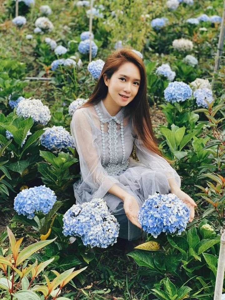 Ngoài ra, vợ chồng Lý Hải - Minh Hà còn trồng cả một vườn hoa cẩm tú cầu.