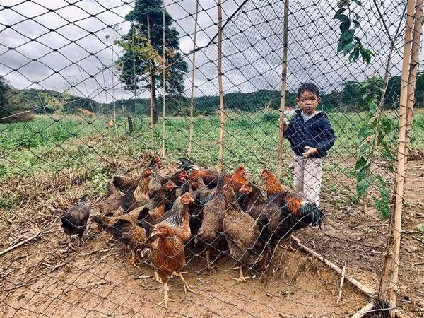 Ngoài ra trong vườn còn có đàn gà hàng chục con do chính Lý Hải nuôi.
