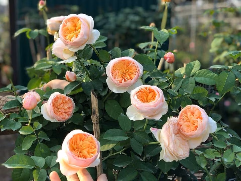 Lần đầu tiên được giới thiệu tại Chelsea Flower Show 2006, Hồng Juliet đã tạo nên một cơn bão bởi sự sang trọng và vẻ đẹp của nó. Ảnh: Getty Image