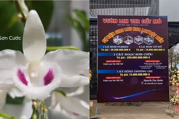 Hai anh em sinh đồi này từng gây bão mạng xã hội vì liên quan thương vụ bán lan đột biến Ngọc Sơn Cước với số tiền 250 tỷ đồng cho một nhà vườn tại Hải Phòng vào tháng 3/2021. Ảnh: Người đưa tin