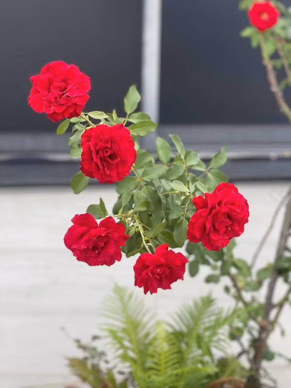 Những bông hồng đỏ thắm đua nhau khoe sắc.