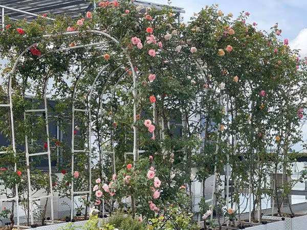 Đặc biệt, Phan Hiển thiết kế hẳn mái vòm để trồng hồng leo và giăng đèn. Anh hy vọng dàn hoa hồng sẽ biến mái vòm thành cổng hoa rực rỡ.