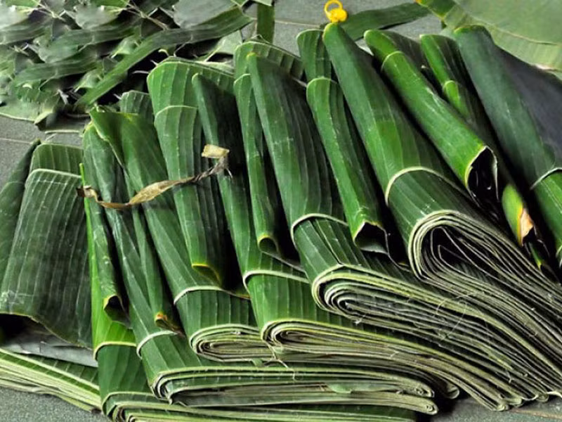 Đặc biệt, giá bán có thể lên đến 15.000 đồng/kg nếu chất lượng tốt, hình thức lá xanh, đẹp. Ảnh: Dân Việt
