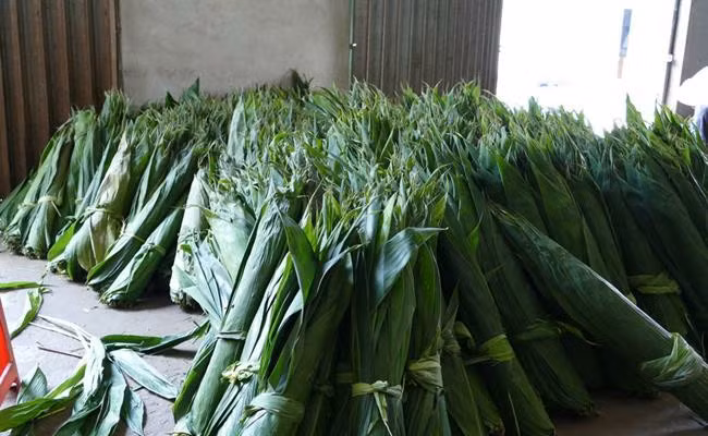 Giá thu mua lá tre khô là 40 nghìn đồng/kg, lá tre tươi là 10 -11 nghìn đồng/kg. Ảnh: Dân Việt