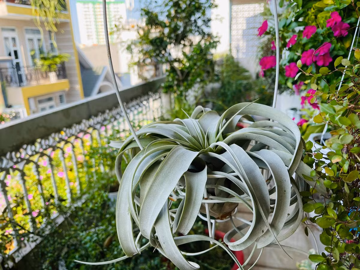Ban công nhà Mỹ Lệ trồng nhiều hoa như hoa hồng, hoa ngũ sắc, dừa cạn...Ảnh: FBNV