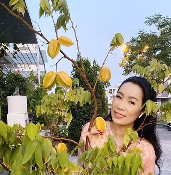 Khế cho trái chín vàng.