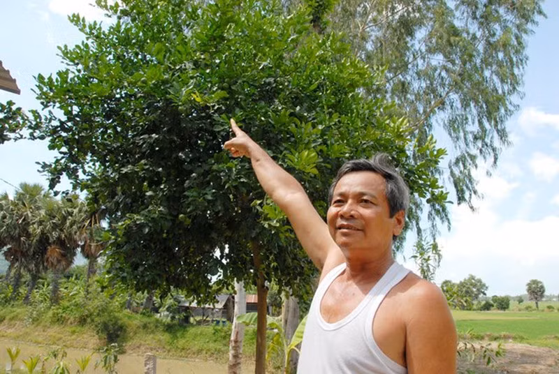 Loại cây này trồng đơn giản, người trồng cũng không cần chăm sóc quá nhiều song cho thu nhập hàng triệu đồng mỗi cây. Ảnh: Plo