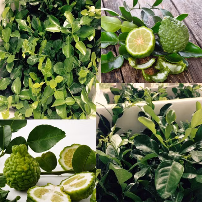 Ngoài bán quả, lá chúc cũng được săn mua, với giá 220.000 đến 250.000 đồng/kg. Ảnh: Dân Việt