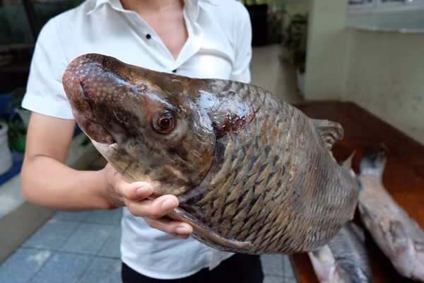 Vì vậy, cá anh vũ trong tự nhiên rất hiếm, có thể lên tới cả chục triệu đồng/kg. Trong khi đó, cá anh vũ nuôi giá từ 700.000-1 triệu đồng/kg. Ảnh: Facebook