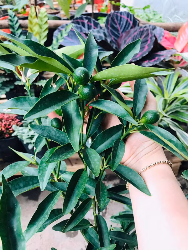 Chỉ trong vòng 2-3 ngày, chị Thủy đã bán hết 100 cây quất Mỹ. Hiện, vẫn có khách đặt mua nhưng chị Thủy chưa nhập được hàng. Ảnh: Dân Việt.
