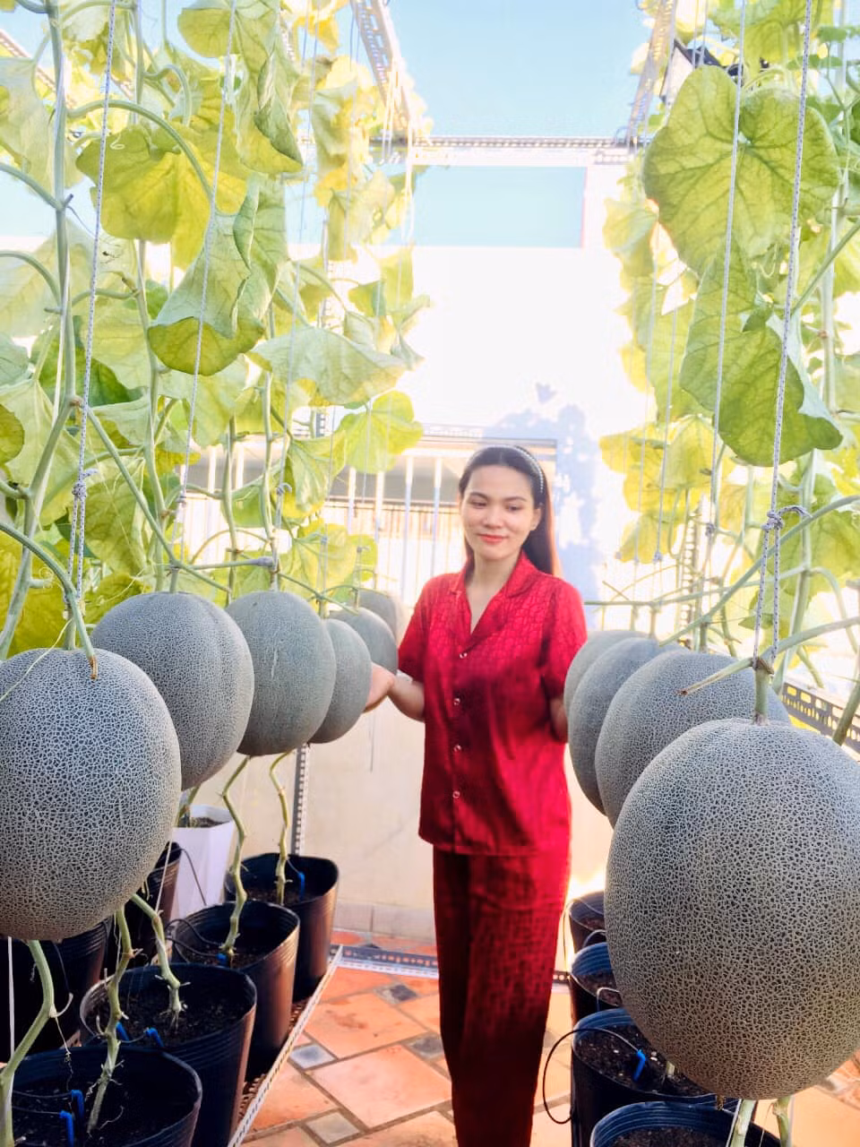Mới đây, trên group Yêu Bếp, chị Ngọc Ánh (sống tại TP HCM) đã chia sẻ về khu vườn trồng dưa trên sân thượng với hàng chục loại, loại nào cũng hàng chục quả, to lông lốc.