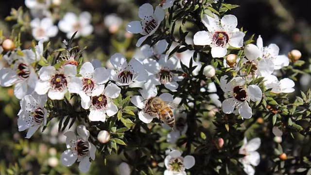 Manuka có giá đắt như vậy là bởi Việc trồng hoa Manuka rất khó, chủ yếu dựa vào tự nhiên. Hoa chỉ nhở trong 8 - 12 ngày.