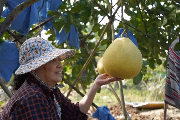 Buoi khong lo tien trieu khach lung mua dip Tet co gi dac biet?