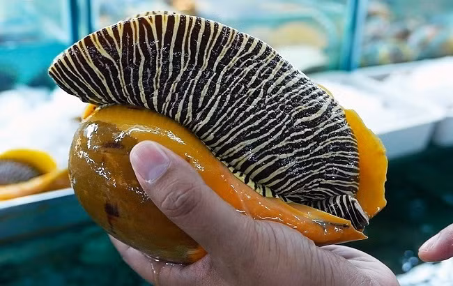 Ốc giác vàng là một trong những loại hải sản kích thước “khủng” và có giá trị kinh tế cao ở Việt Nam. Ảnh: Internet