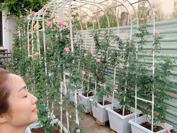 Nữ MC đặc biệt ưa thích giống hồng ngoại vì có mùi thơm và hình thức đẹp.