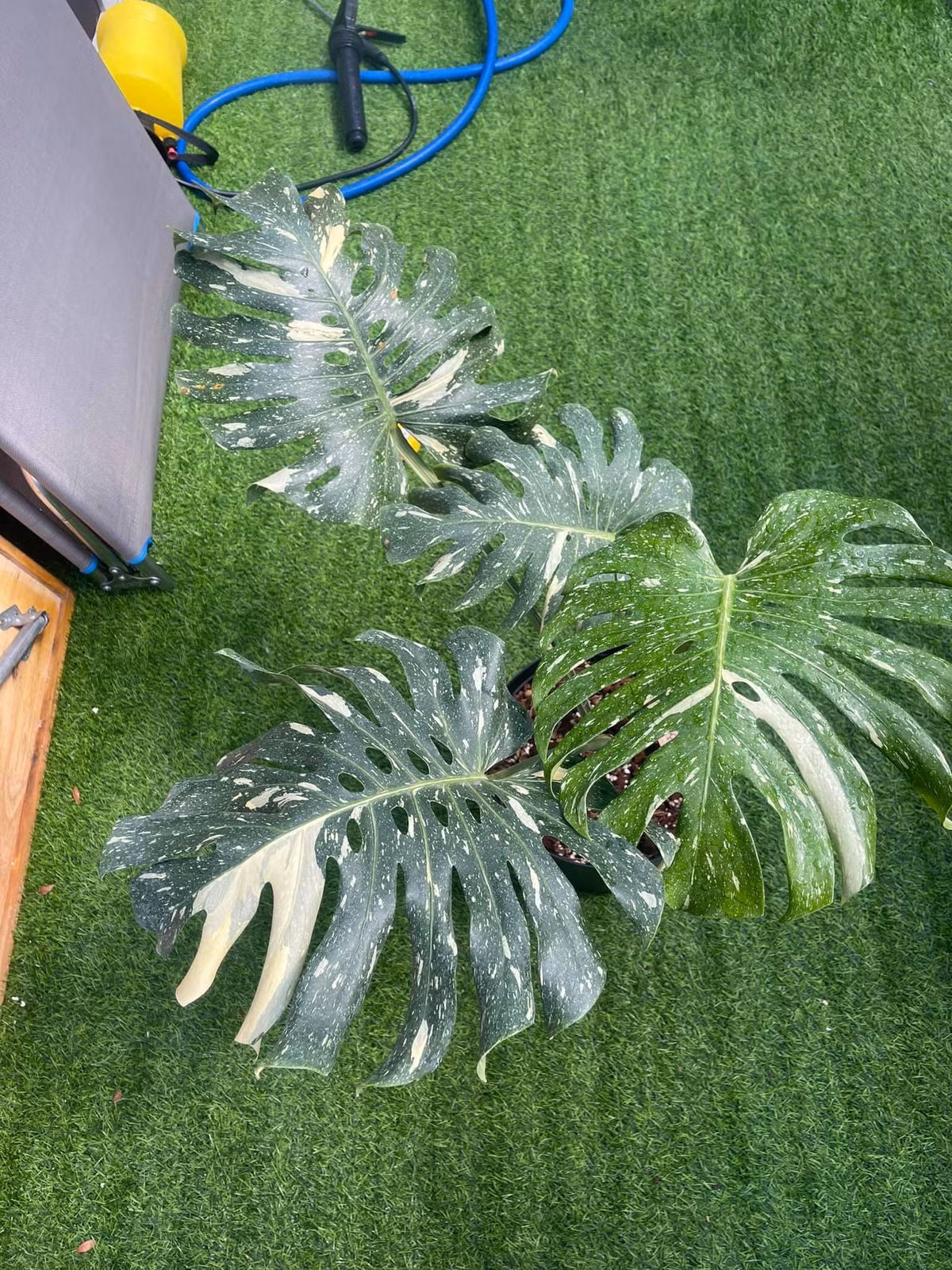 Các loại Monstera hiếm gặp, đột biến với những chiếc lá nửa xanh, nửa trắng hoặc vàng tuyền độc đáo thường có giá thành cực cao và được người chơi trên toàn thế giới săn lùng. Nguồn ảnh: Facebook.