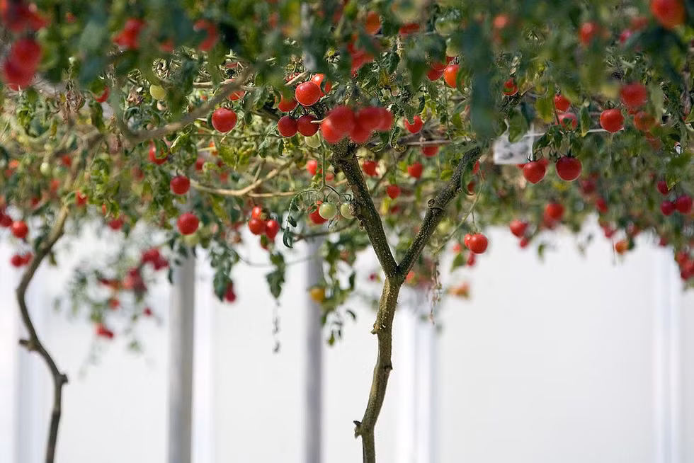 Cây cà chua đặc biệt này có tên gọi Heirloom Tomato hay còn gọi là "cà chua bạch tuộc" được trồng tại khu phức hợp Walt Disney World Resort ở Florida, Mỹ.