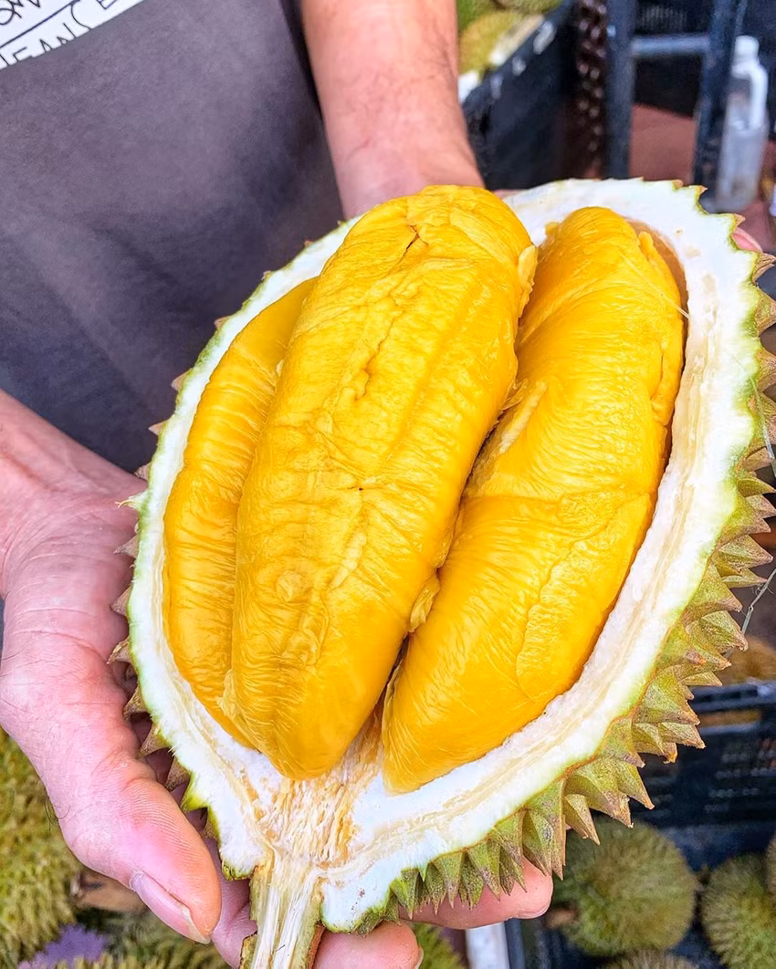 Múi sầu riêng có màu vàng nhạt, vị ngọt nhẹ không gắt, cơm khô ăn có vị béo ngậy. Ảnh: Facebook