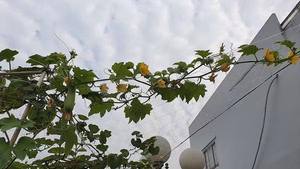 Giàn mướp sai hoa và đã bắt đầu cho quả.