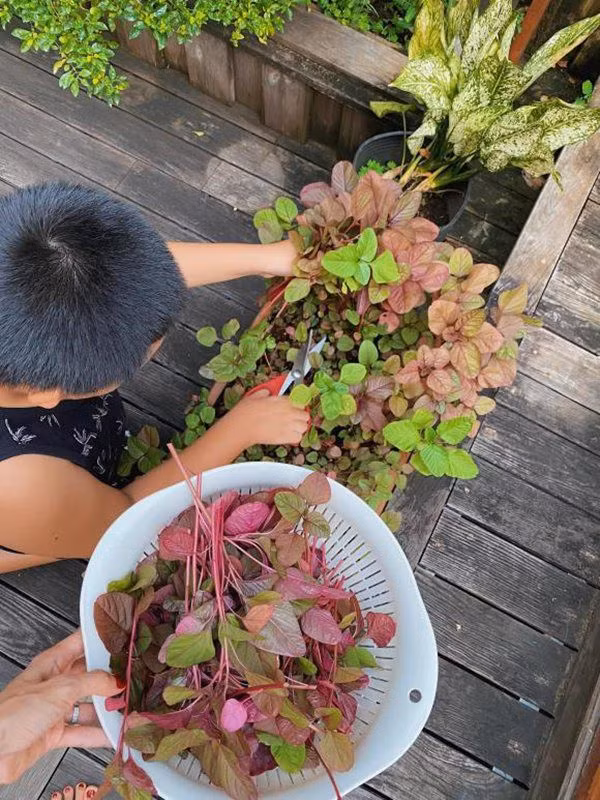 Qua những hình ảnh chia sẻ có thể thấy, vườn rau trong nhà Tăng Thanh Hà có đủ các loại như rau cải, rau dền, xà lách, mồng tơi...