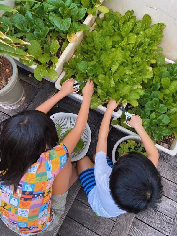 Mới đây trên trang cá nhân, Tăng Thanh Hà chia sẻ thành quả của hai con thu hoạch rau sạch giúp mẹ khiến fan không khỏi thích thú.