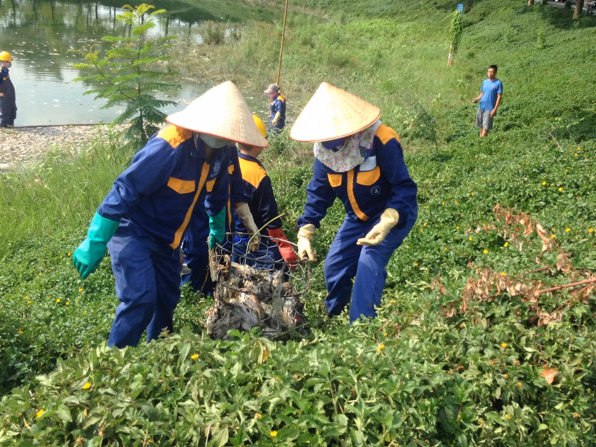 Do xác cá chết đang trong quá trình phân hủy nên bốc mùi hôi thối nồng nặc.