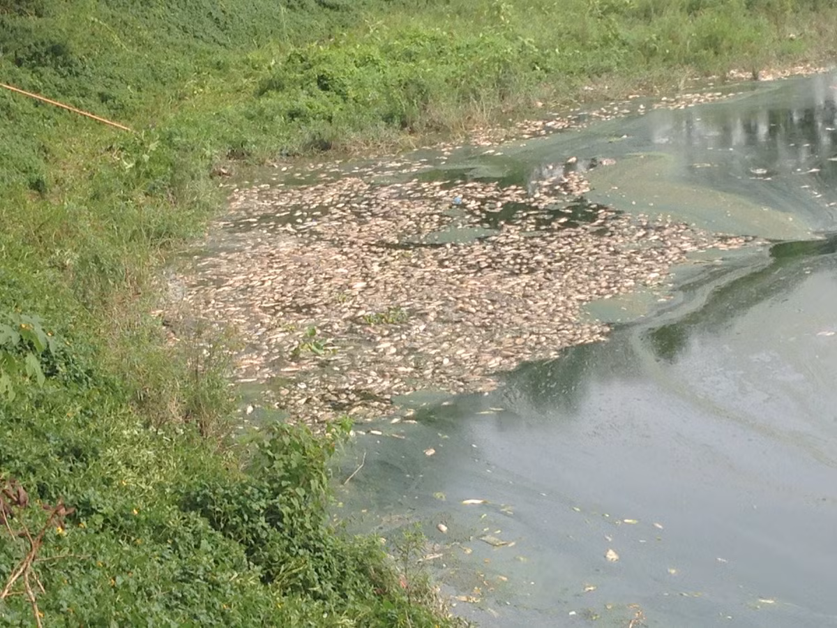 Ngày 19/8, ông Phạm Ngọc Toàn (Giám đốc Xí nghiệp quản lý cụm công trình đầu mối Yên Sở - thuộc Công ty TNHH Một thành viên thoát nước Hà Nội) cho biết, việc thu gom lượng cá chết trắng tại hồ Yên Sở (trong Công viên Yên Sở, Hoàng Mai, Hà Nội) cơ bản hoàn tất.