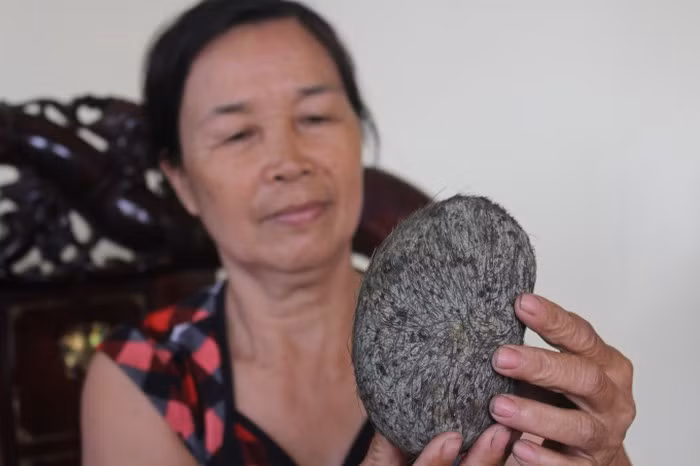 Vật cứng này có lông màu nâu xám mọc xung quanh thành một hướng đều đặn và nặng 0,55kg, tỏa ra một mùi thơm rất dịu nhẹ, có vị giống với thuốc Bắc. Khi người thân lên mạng tìm thông tin thì thấy vật lạ này giống "cát lợn", bán giá hàng tỷ đồng.