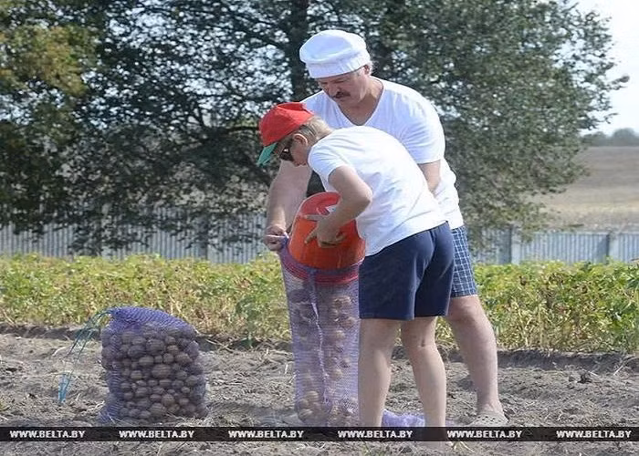 Qua công việc này, ông Lukashenko muốn để con mình gần gũi và hiểu sâu sắc về đời sống nông thôn.