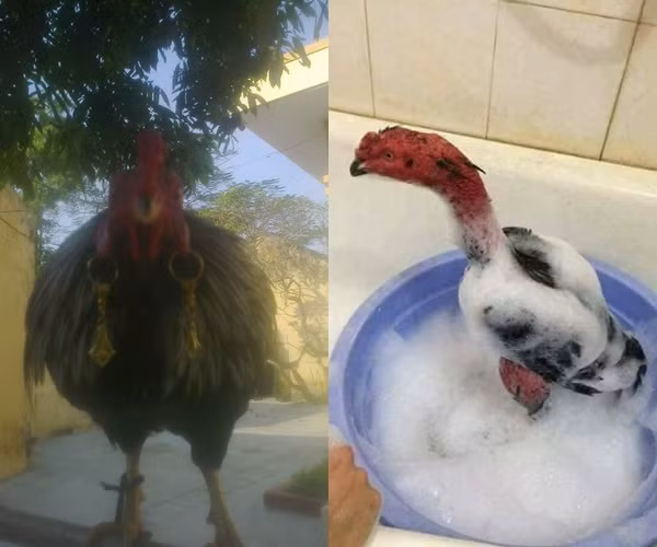 Cận cảnh gà quý tộc đeo toòng teng nặng trĩu hai tai - Hình 4 Can canh ga quy toc deo toong teng nang triu hai tai-Hinh-4