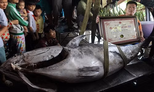 Cá ngừ vây xanh ở Hoàng Sa “khủng” lập kỷ lục VN Ca ngu vay xanh o Hoang Sa “khung” lap ky luc VN
