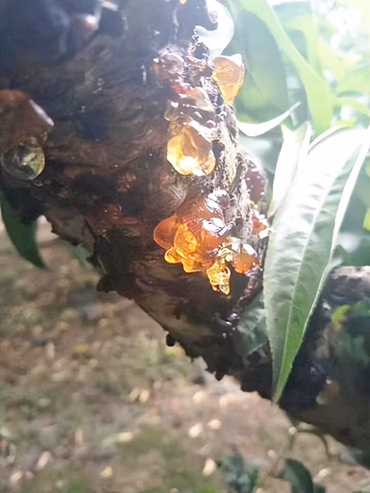 Loai dac san tuong vo gia tri nhung lai hoa “mo vang”-Hinh-3