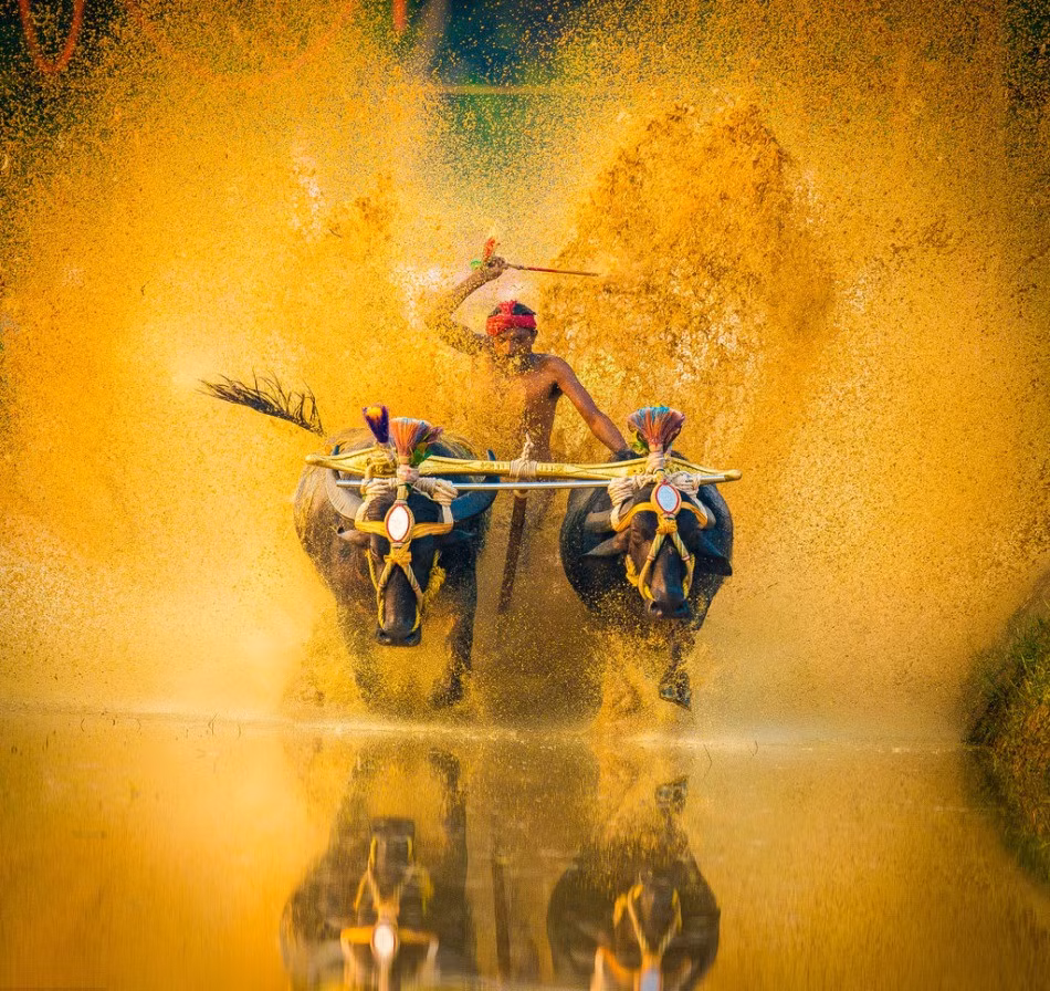 Để tham gia cuộc đua, mỗi người phải điều khiển một cặp trâu được buộc vào nhau đứng song song. (Nguồn Sina)