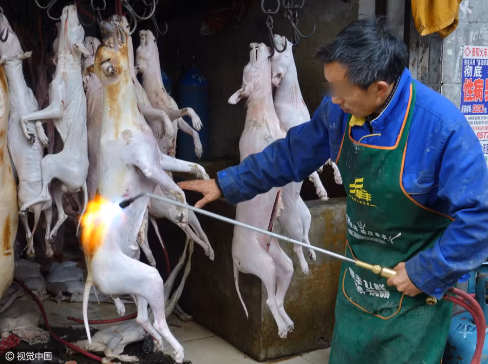 Vào mùa đông, thời tiết giá lạnh, nhu cầu ăn thịt chó của người dân ở Trung Quốc tăng cao. Để thỏa mãn nhu cầu này, rất nhiều con chó đáng thương đã bị giết, bị mổ, thậm chí thui ngay trong các cửa hàng, ngay trên đường phố để kịp phục vụ. (Nguồn Sina)