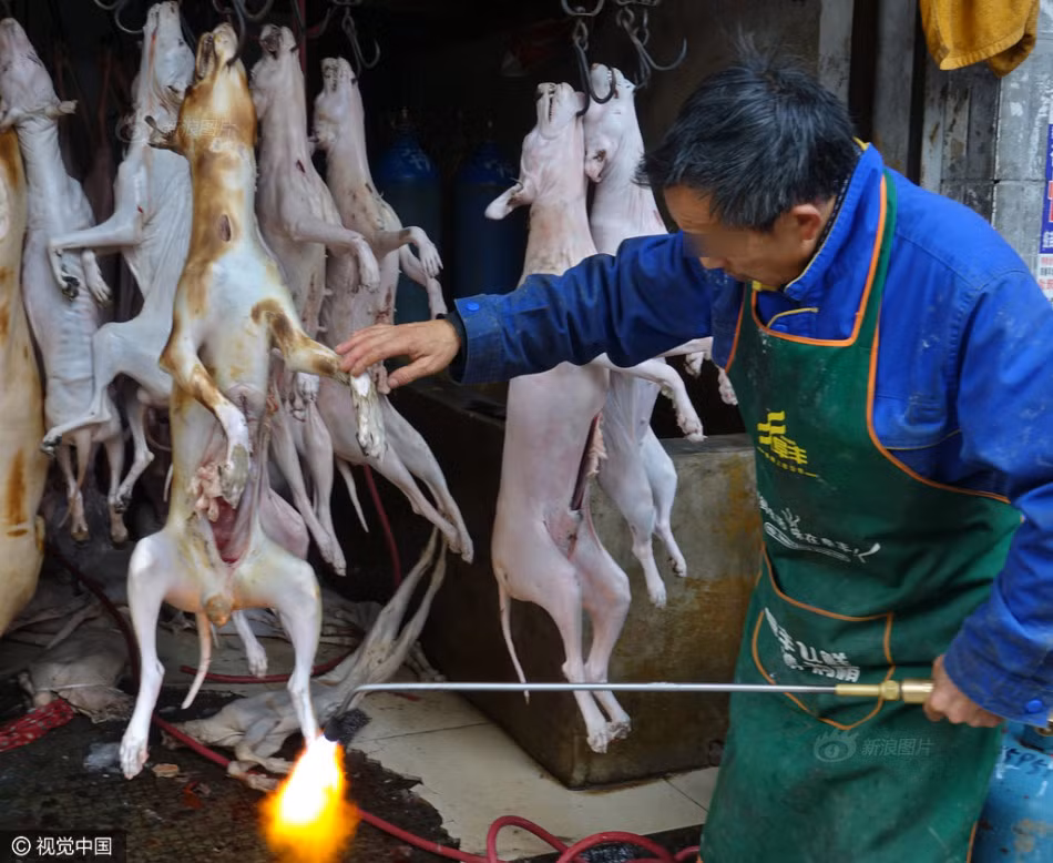 Trong ảnh là cảnh tượng thui thịt chó vô cùng ghê rợn trong một cửa hàng chuyên bán chó thịt ở thành phố Quý Dương, tỉnh Quý Châu, Trung Quốc. (Nguồn Sina)