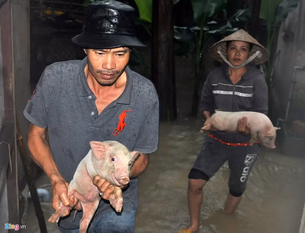 Hai vợ chồng anh Võ Đầm (ngụ xã Nghĩa Phương) ôm đàn heo con vào nhà vừa trải rơm sưởi ấm vừa tránh bị dòng nước xiết cuốn trôi.