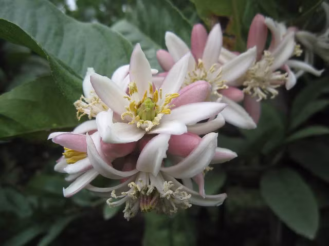 Phat thu bonsai gia hang chuc trieu o lang Dac So-Hinh-6