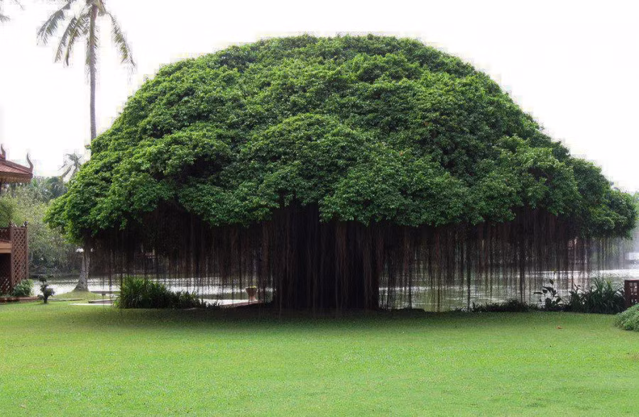 Cây huyết dụ vả Ficus ở Thái Lan. Tán của nó xòe rộng và để rũ những sợi tơ hệt như một tấm rèm. (Nguồn Brightside)