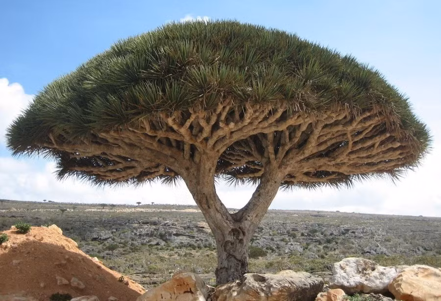 Cây máu rồng ở đảo Socotra, đây là loài cây có kiểu sinh trưởng rất khác thường. Khi còn nhỏ chúng chỉ có một thân nhưng khi trưởng thành, chúng bắt đầu phân nhánh liên tục, tạo thành tán xòe rộng. Nhựa của cây có màu đỏ như máu, chua và hơi nồng, có khả năng bồi bổ cơ thể, tăng cường sức đề kháng, làm lành da, điều trị các vết thương thối rữa, chính vì thế loài cây này được gọi là cây máu rồng. (Nguồn Brightside)