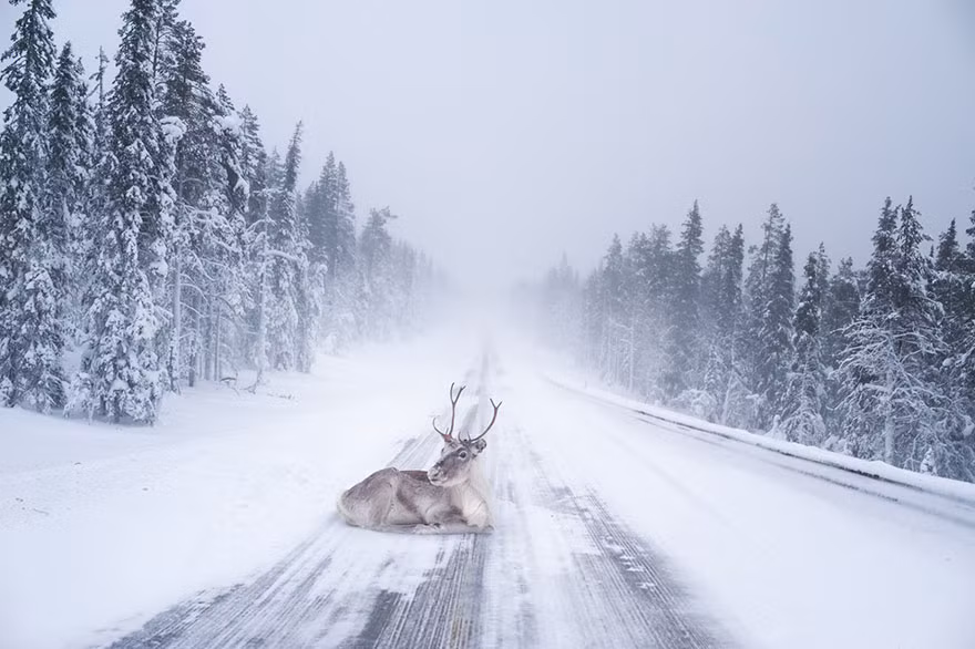 Lapland là một vùng đất rộng lớn nằm ở phía Bắc của Phần Lan, nơi sinh sống của những người dân tộc thiểu số Sami. Vào mùa đông, tuyết phủ trắng từng nhánh cây, ngọn cỏ nơi đây. Lapland cũng được coi là quê nhà của ông già Noel, nơi ông sống cùng với đàn tuần lộc mũi đỏ và hàng ngàn yêu tinh chịu trách nhiệm làm quà tặng.