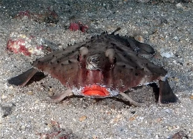 Theo nghiên cứu khoa học, cá dơi môi đỏ có tên khoa học là Ogcocephalus darwini, một loài cá họ Ogcocephalidae. Tên khoa học của nó được đặt theo tên của nhà bác học nổi tiếng Charles Darwin. (Nguồn Amusing Planet)