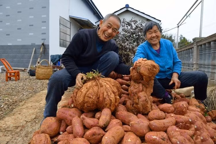 Bên cạnh củ khoai lang siêu khủng đó, vợ chồng ông Phát còn đào được những củ khoai lang lớn khác nặng 10kg, 6kg. (Nguồn Sina)