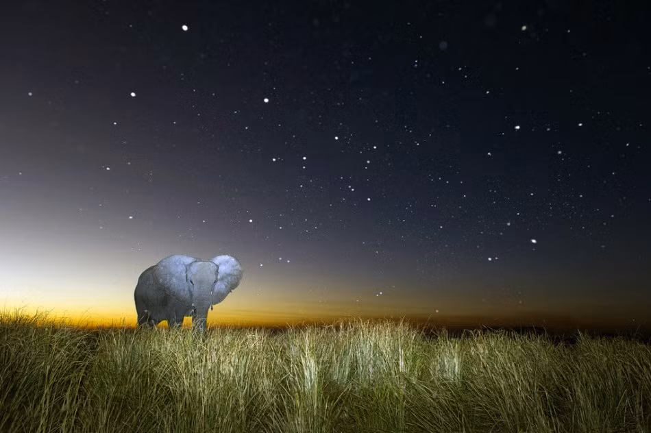 Nhiếp ảnh gia Brendon Cremer là một người liều lĩnh, tiếp cận với dã thú vào ban ngày đã là một thử thách với nhiều người nhưng để đi sâu vào cuộc sống về đêm của những dã thú, Brendon không ngần ngại mạo hiểm mạng sống của mình. (Nguồn Sina)