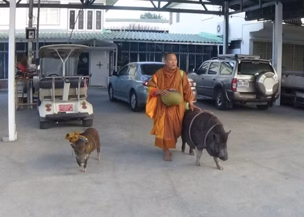 Mới đây, trên đường phố Thái Lan xuất hiện những hình ảnh vô cùng kỳ lạ, một nhà sư đi khất thực cùng hai đệ tử lợn rừng, một lớn và một vẫn còn nhỏ. Những con lợn rừng này chính xác là những con lợn rừng hoang dã nhưng lại cực kỳ ngoan ngoãn, rất nghe lời nhà sư. (Nguồn Sina)