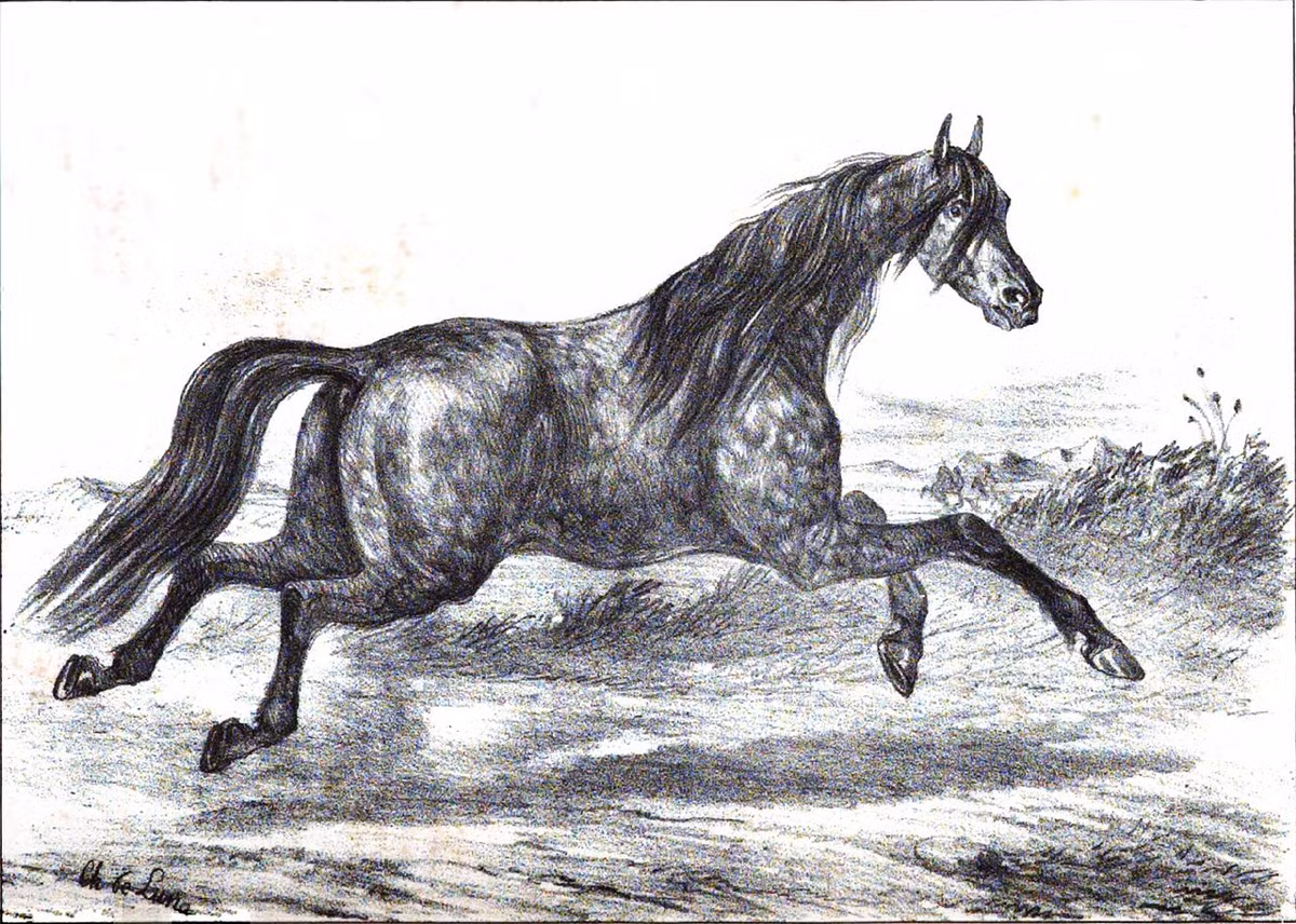 Ngựa Akhal-Teke được đánh giá cao về tốc độ, sức chịu đựng trong sa mạc. Theo ghi chép, vào năm 1935, một bầy ngựa Akhal-Teke đã băng qua sa mạc Karakum với quãng đường dài đến 4.152 km chỉ trong 84 ngày. Đặc biệt, trong chuyến đi ấy, có lúc đến 3 ngày chúng không uống một giọt nước nào.