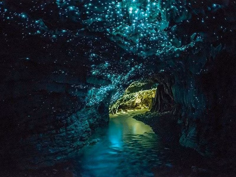 Hang đom đóm Waitomo nằm bên ngoài thị trấn Waitomo, New Zealand hấp dẫn du khách bởi lượng lớn đom đóm sống trong các hang giống như dải ngân hà phát sáng trong đêm vô cùng kỳ ảo.